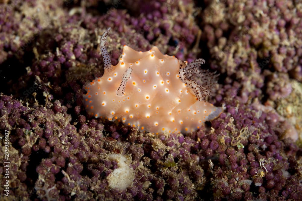 Halgerda carlsoni is a species of sea slug