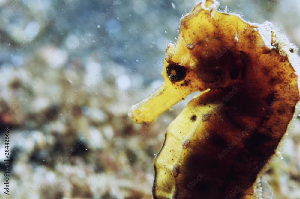 Indo-Pacific Ocean, Close- Up of Pacific Seahorse (Hippocampus ingens) Indo-Pacific