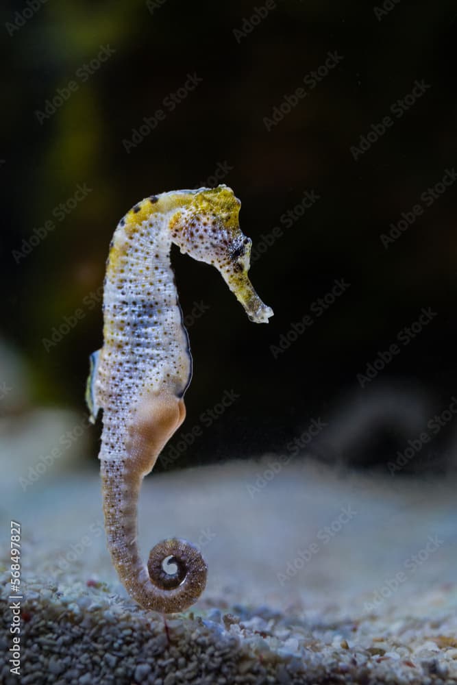 hippocampus ingens yellow color