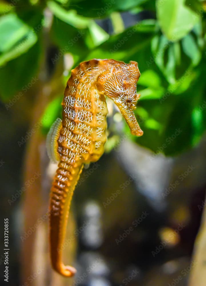 The Pacific Seahorse (Hippocampus ingens), inhabits the pacific coast from Baja California to Peru as well as the Galapagos Islands.  There is also a transient population in San Diego.  