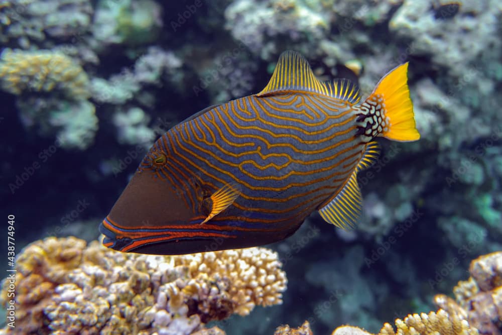 Orange-striped triggerfish (Balistapus undulatus) , coral fish in the coral reef 