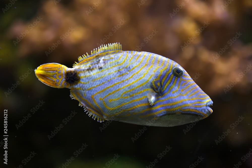 Orange-lined triggerfish (Balistapus undulatus).