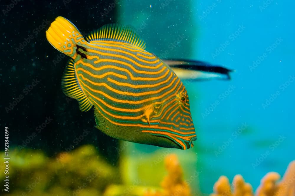 Orange Lined Trigger Fish