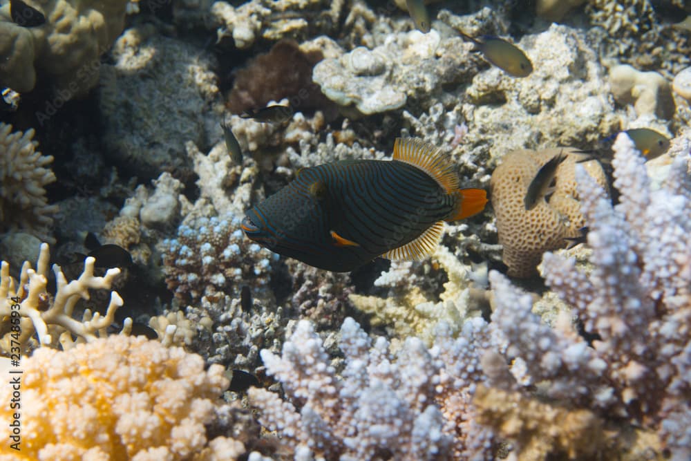 Orange-Lined Triggerfish on Coral Reef in Red Sea off Sharm el Sheikh, Egypt