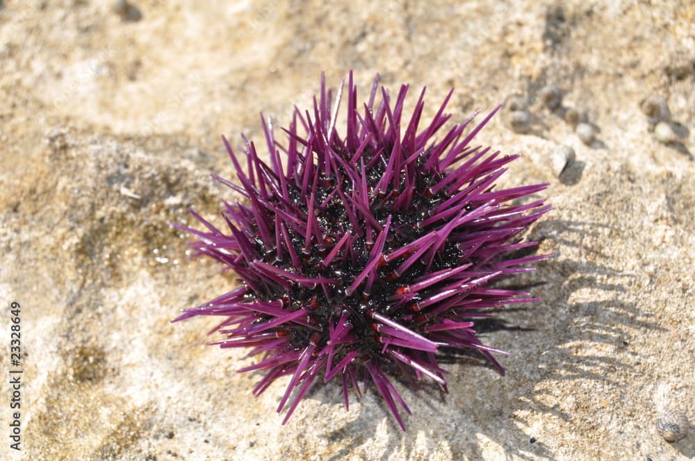 Strongylocentrotus purpuratus - Sea urchin