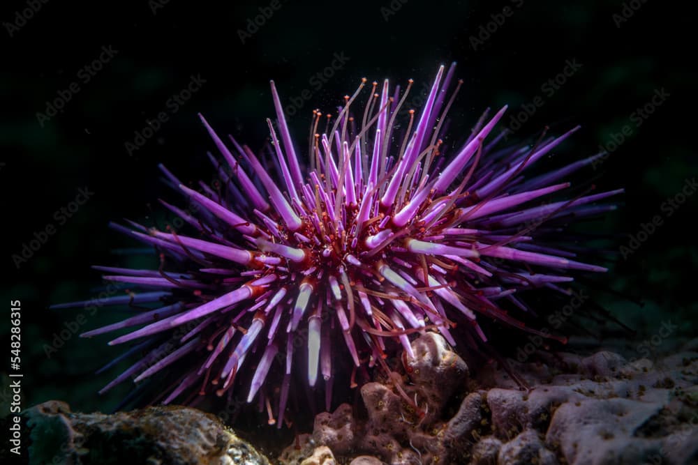 Underwater photo of a purple sea urchin on a reef in California's Channel Islands. 