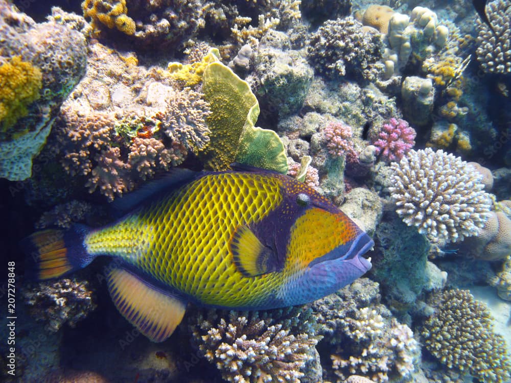 Titan triggerfish and coral