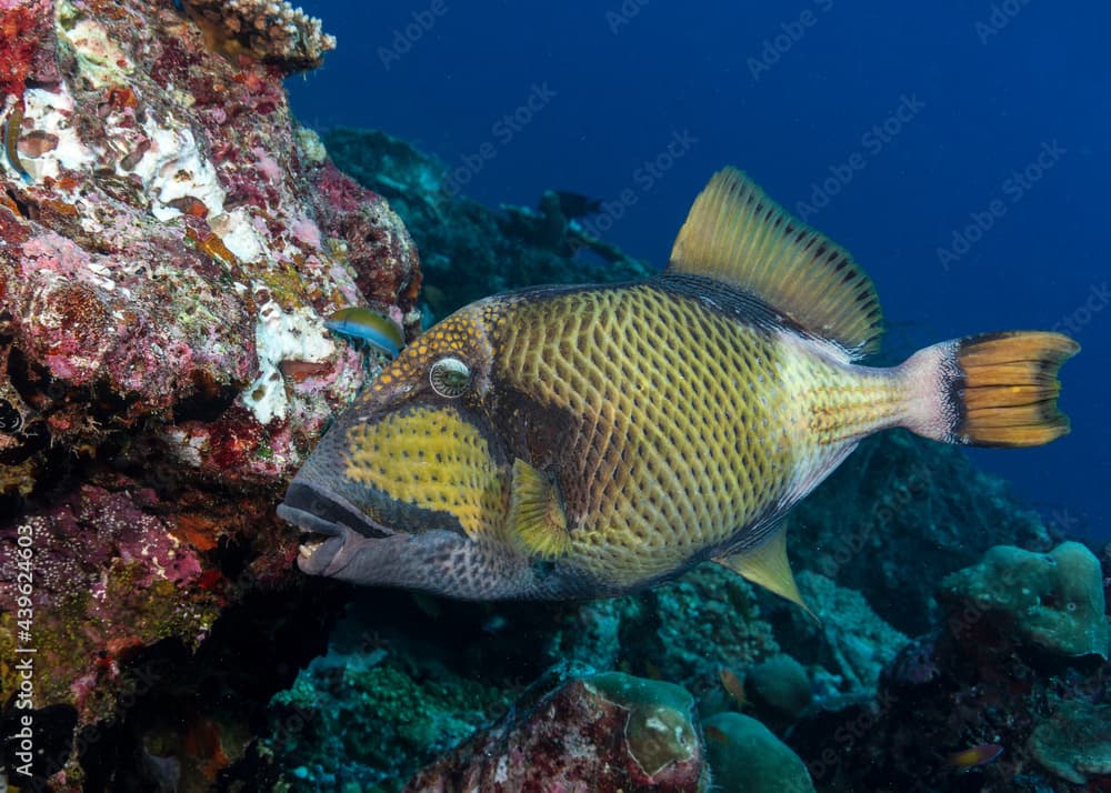 Titan Triggerfish, Balistoides viridescens, feeding coral in Maldives