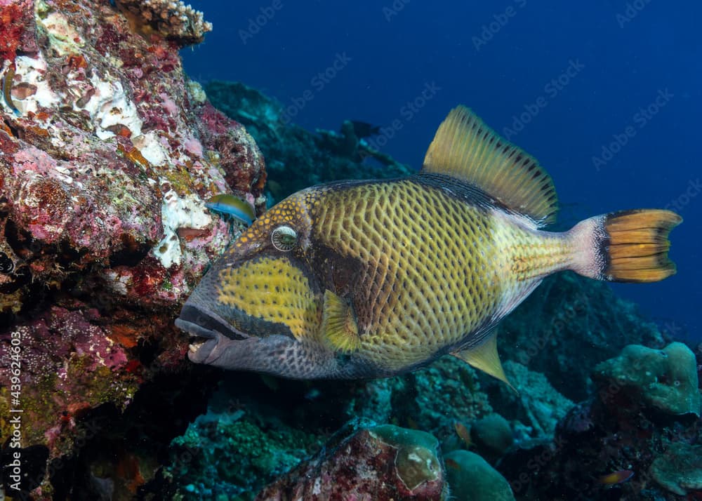 Titan Triggerfish, Balistoides viridescens, feeding coral in Maldives