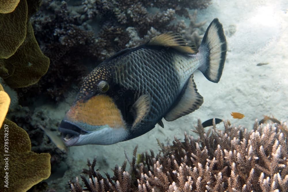 Titan Triggerfish (Balistoides viridescens)