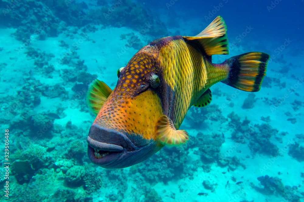 Titan triggerfish (Balistoides viridescens) in the coral reef in Red Sea