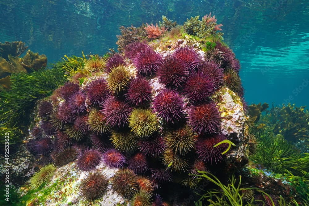 Group of sea urchins underwater ( purple sea urchin  Paracentrotus lividus), eastern Atlantic Ocean, Spain, Galicia