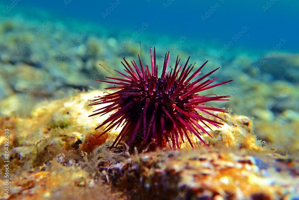 Paracentrotus lividus - colorful Mediterranean sea urchin in underwater scene 