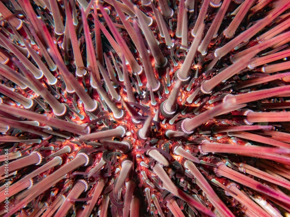 close up of red urchin sea. Paracentrotus lividus. Mediterranean Sea. Girona, Costa Brava.