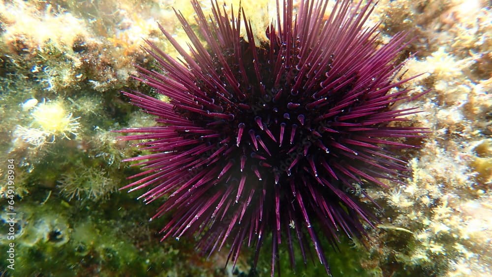 Purple sea urchin, Rock sea urchin or Stony sea urchin (Paracentrotus lividus)  close-up undersea, Aegean Sea, Greece, Thasos island