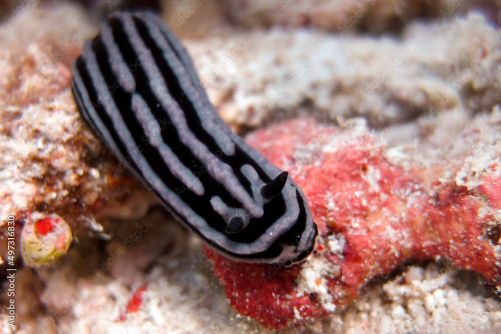 Phyllidiella Rosans - Sea Slug - Nudibranch