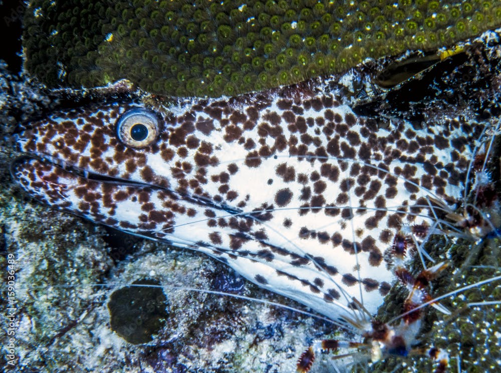 spotted moray,Gymnothorax isingteena