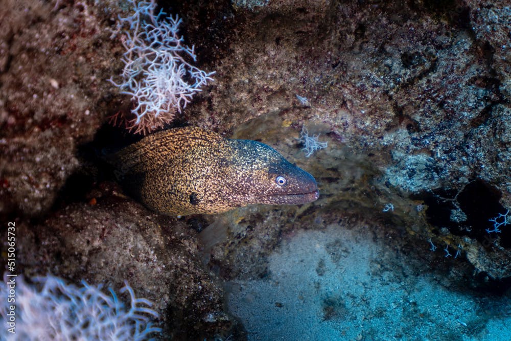 Spotted moray eel. 