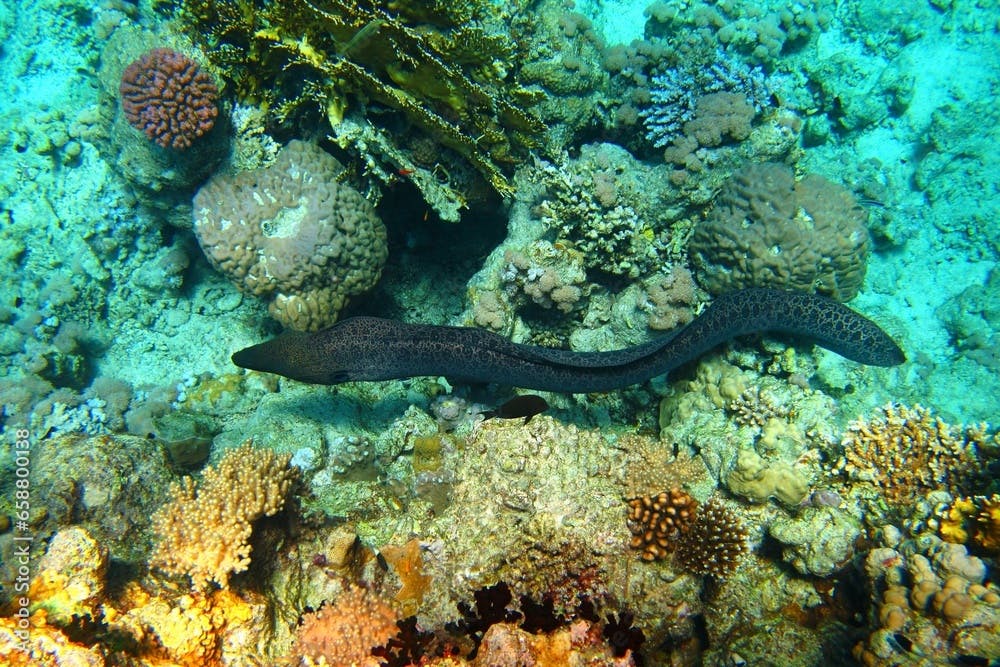 Grey spotted moray eel swimming on the coral reef.  Animal in the ocean, corals and fish. Snorkeling with the marine life, underwater photography. Wildlife picture from traveling.