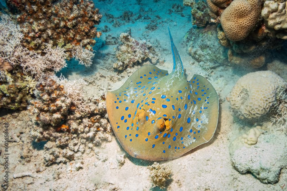 Bluespotted Ribbontail Ray (Taeniura Lymma), Red Sea, Egypt