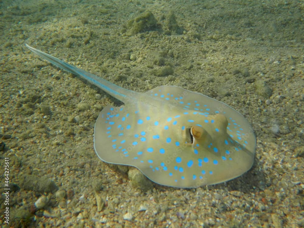 Blaupunktrochen / Bluespotted ribbontail ray / Taeniura lymma