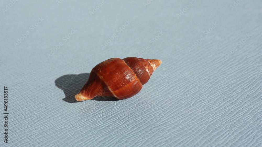 Seashell of sea snail tulip spindle snail or true tulip, tulip spindle shell (Fasciolaria tulipa) on a blue background. Place of find: Atlantic Ocean, Cuba, Varadero