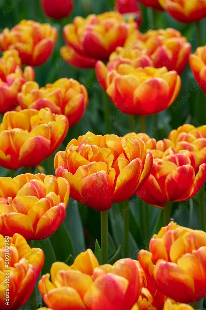 yellow red tulip Shell floral splendor