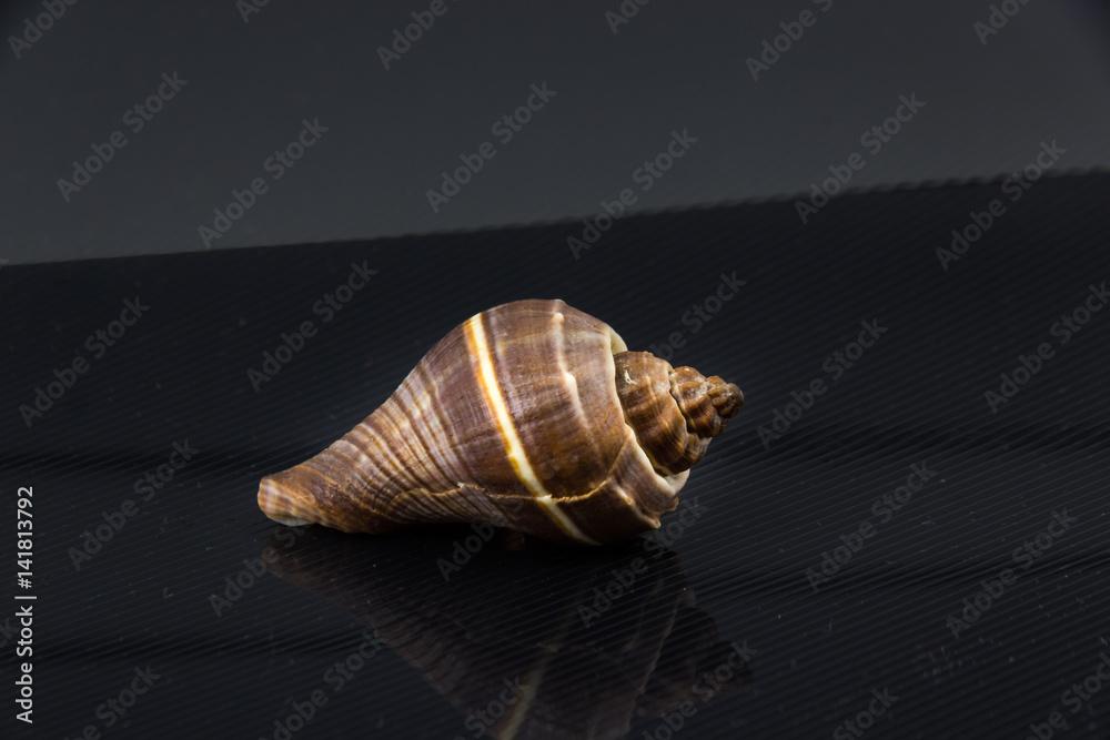 Fasciolaria tulipa Beautiful sea shell on a black background