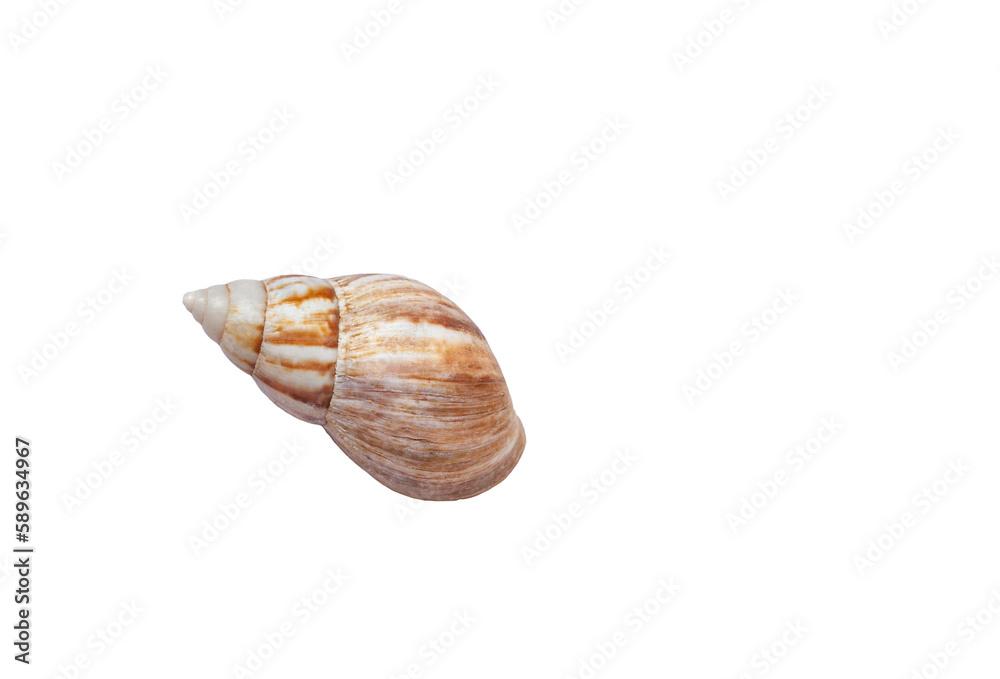 Giant African land snail shell isolated on transparent background. Lissachatina fulica empty shell cut out icon