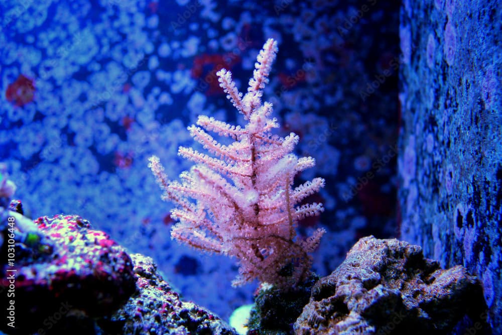 Pink Brush Gorgonian (Muriceopsis flavida) 