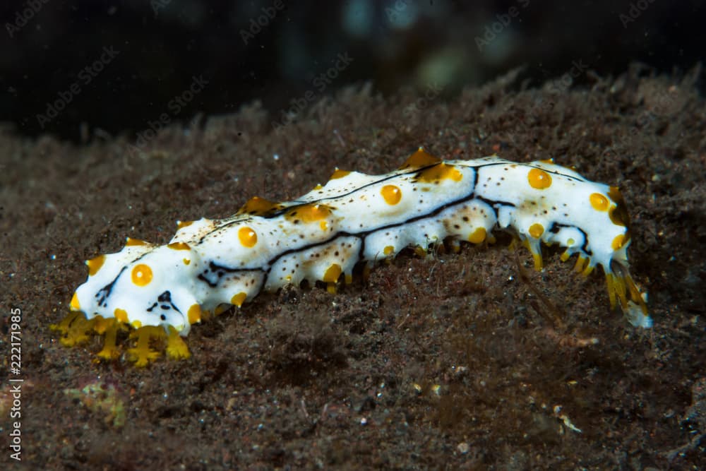 Bohadschia graeffei Juvenile