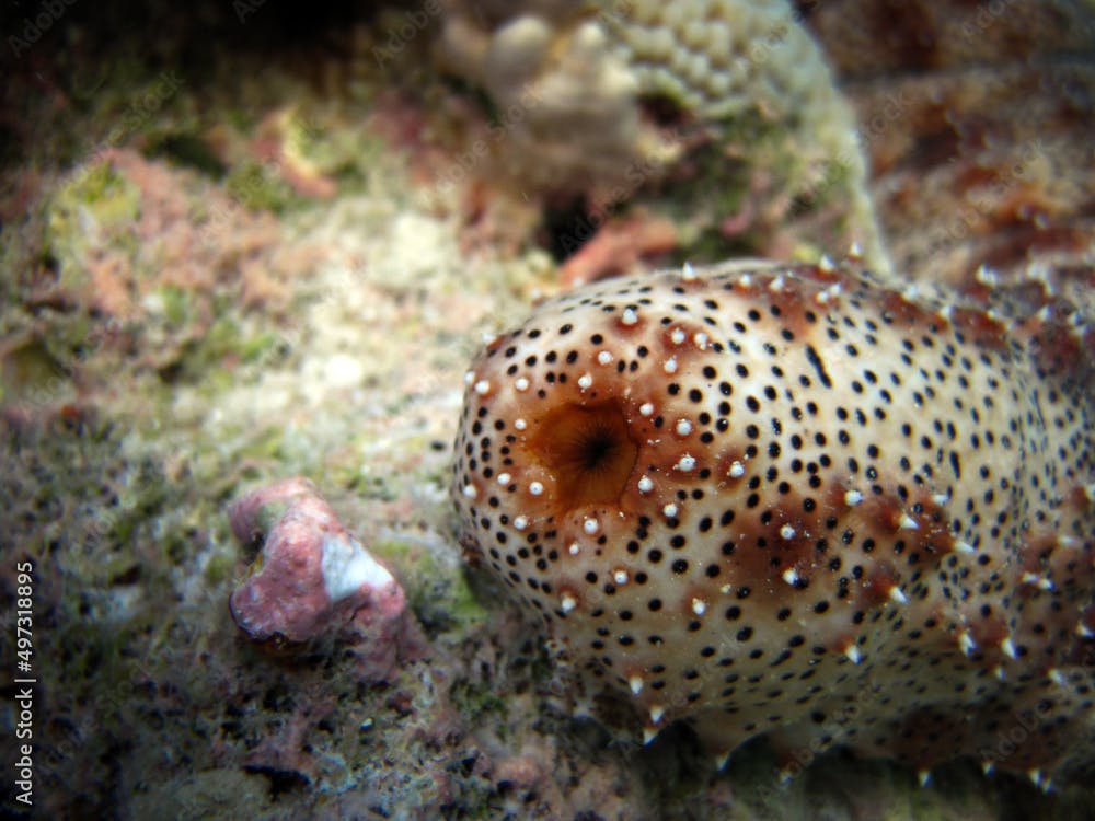 Pearsonothuria Graeffei Sea Cucumber Rear Part