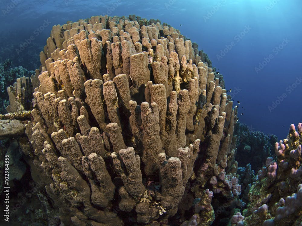 Stone coral, kleinpoypige Steinkoralle (Porites evermanni)