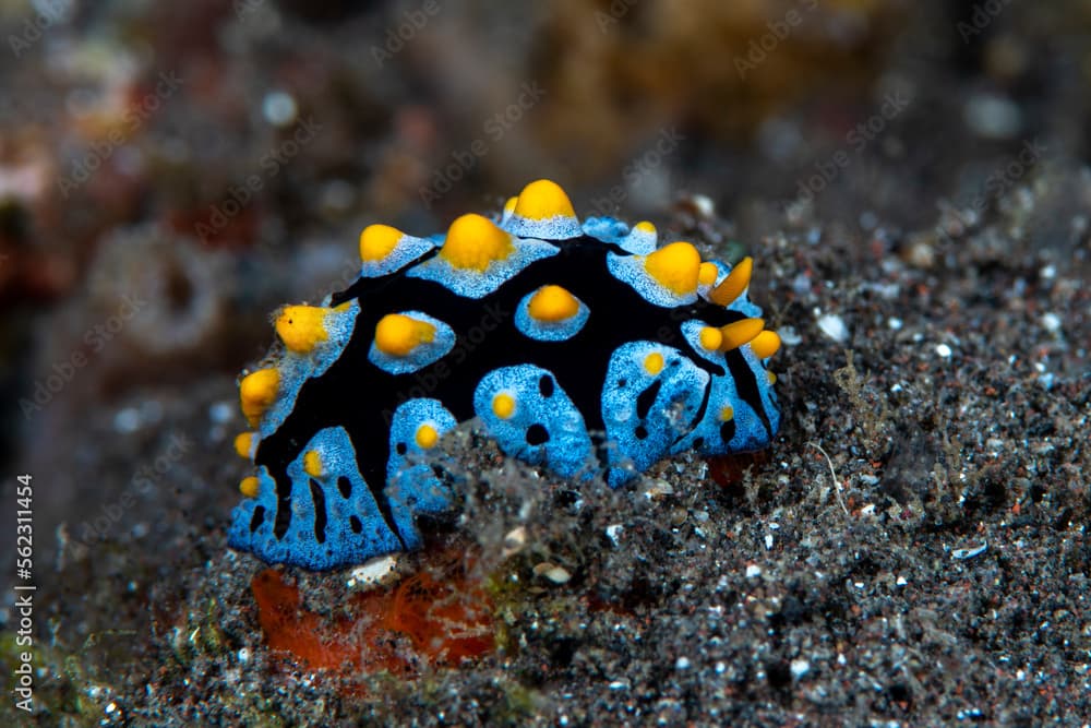 Sea slug - Phyllidia picta on the sea bottom. Underwater macro life of Tulamben, Bali, Indonesia.