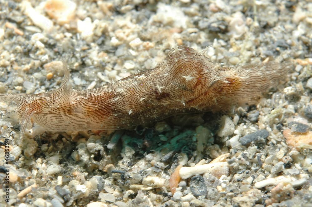 Blue Ring Sea Hare, Stylocheilus longicauda