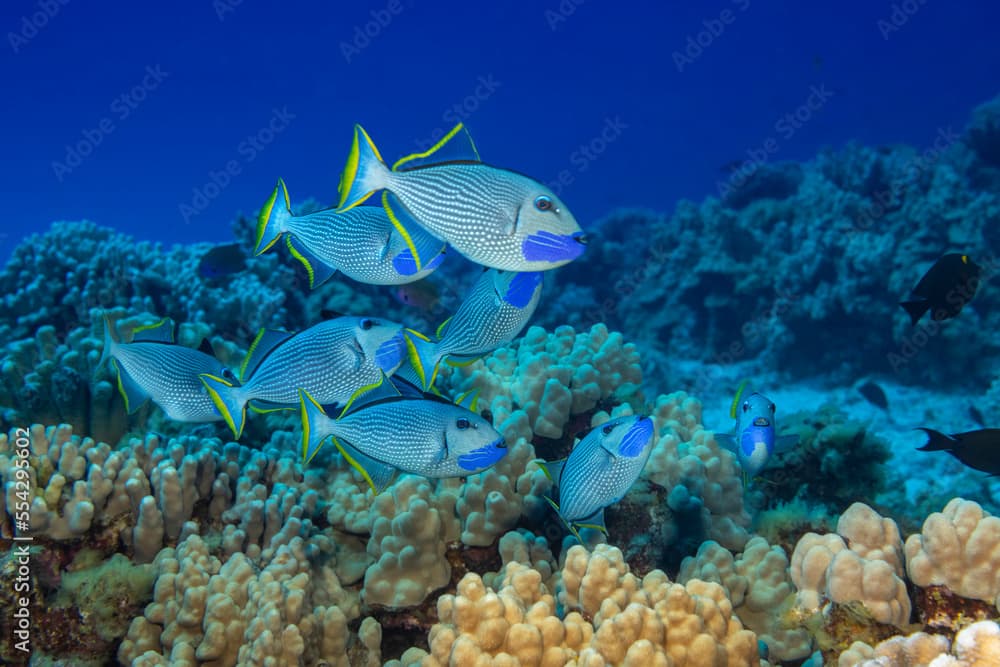 Male gilded triggerfish, Xanthichthys auromarginatus, Hawaii, USA