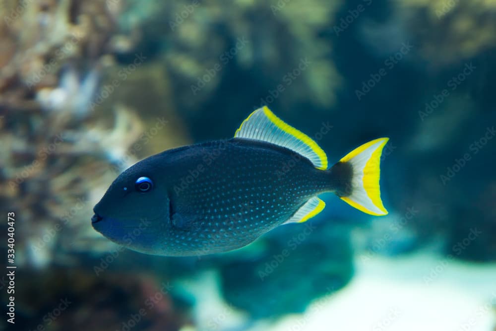 The gilded triggerfish or blue-throated triggerfish (Xanthichthys auromarginatus).