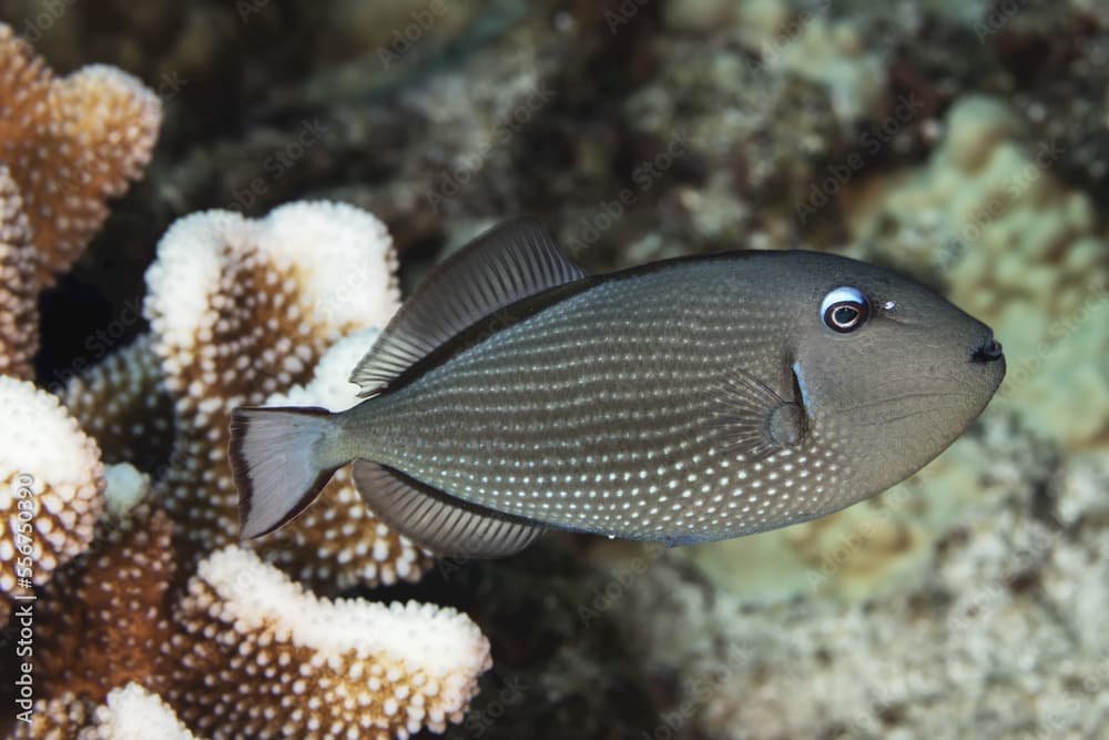 Female Gilded Triggerfish (Xanthichthys auromarginatus); Maui, Hawaii, United States of America