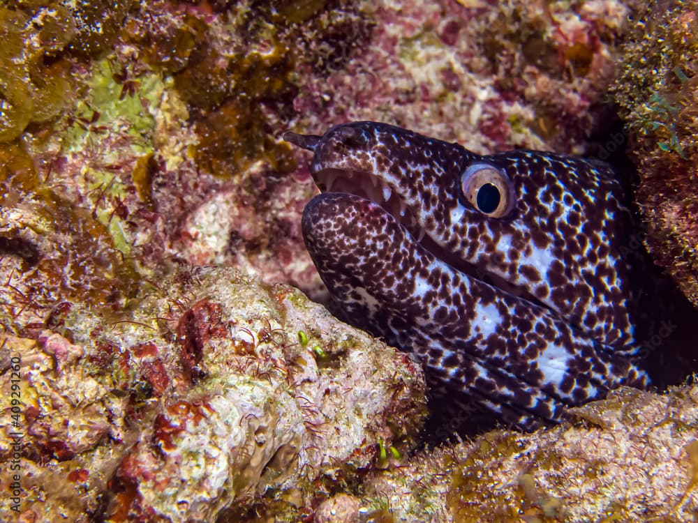 Spotted Morey Eel (Gymnothorax moringa) - Turks & Caicos