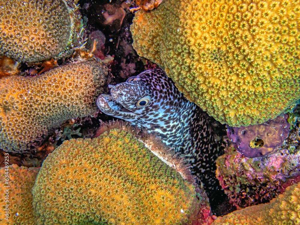 Spotted moray ,Gymnothorax moringa