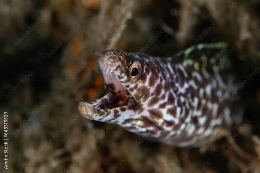 Spotted moray eel coming out of its burrow.