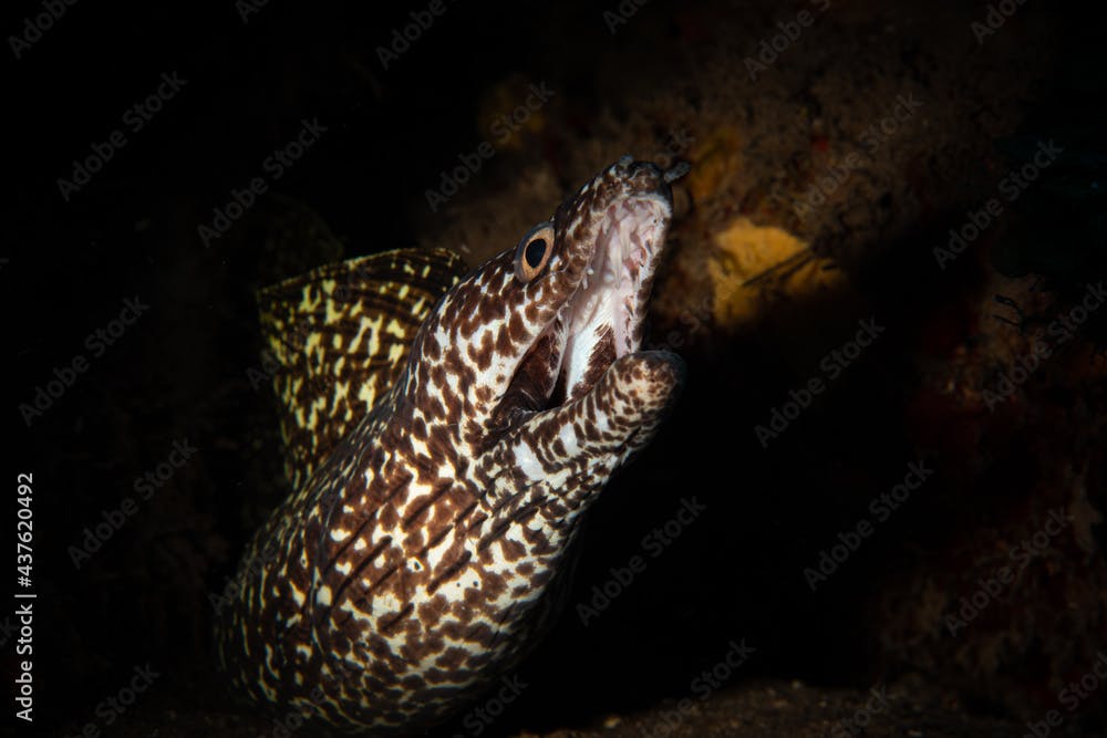 Spotted moray (Gymnothorax moringa) on the reef off the Dutch Caribbean island of Saba