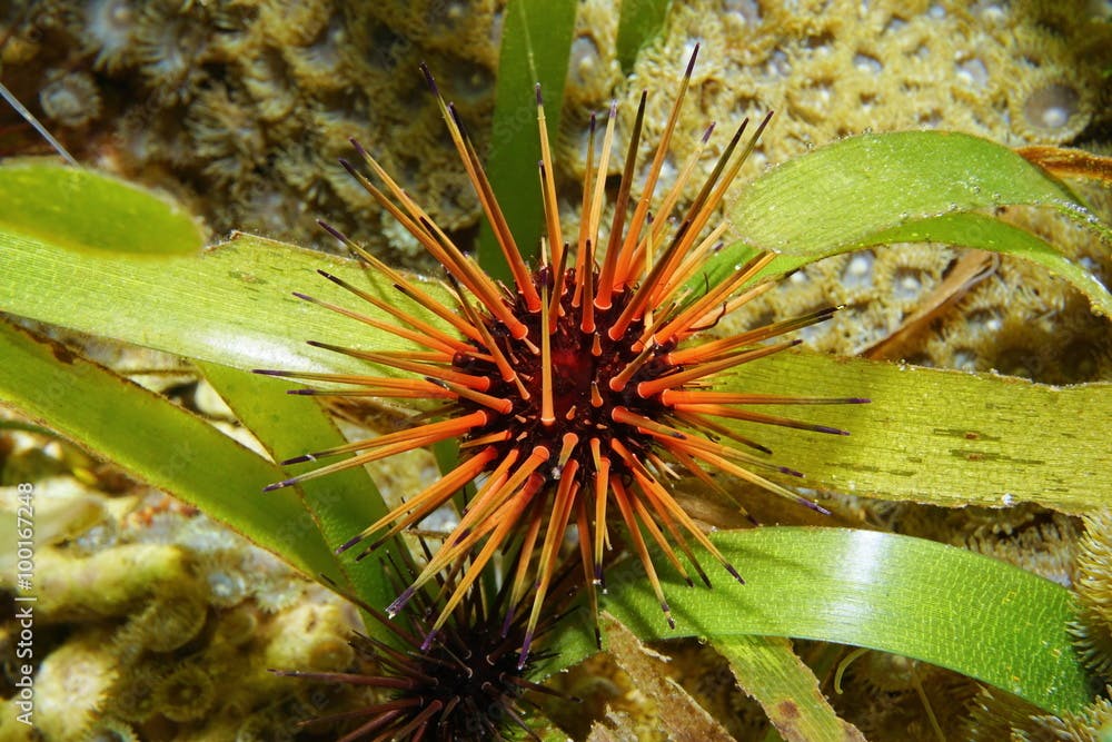 Reef urchin Echinometra viridis