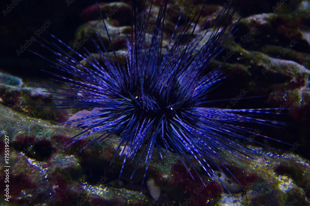 Live specimen of a reef urchin, Echinometra viridis, underwater.