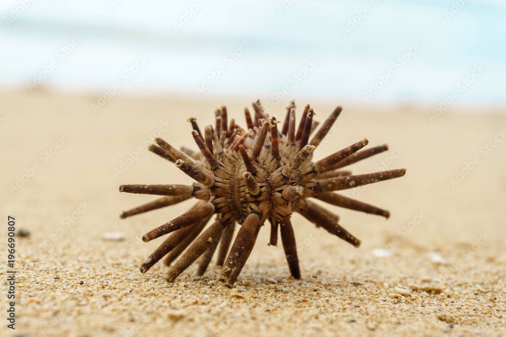 French Sea Urchin Specimen on the sand