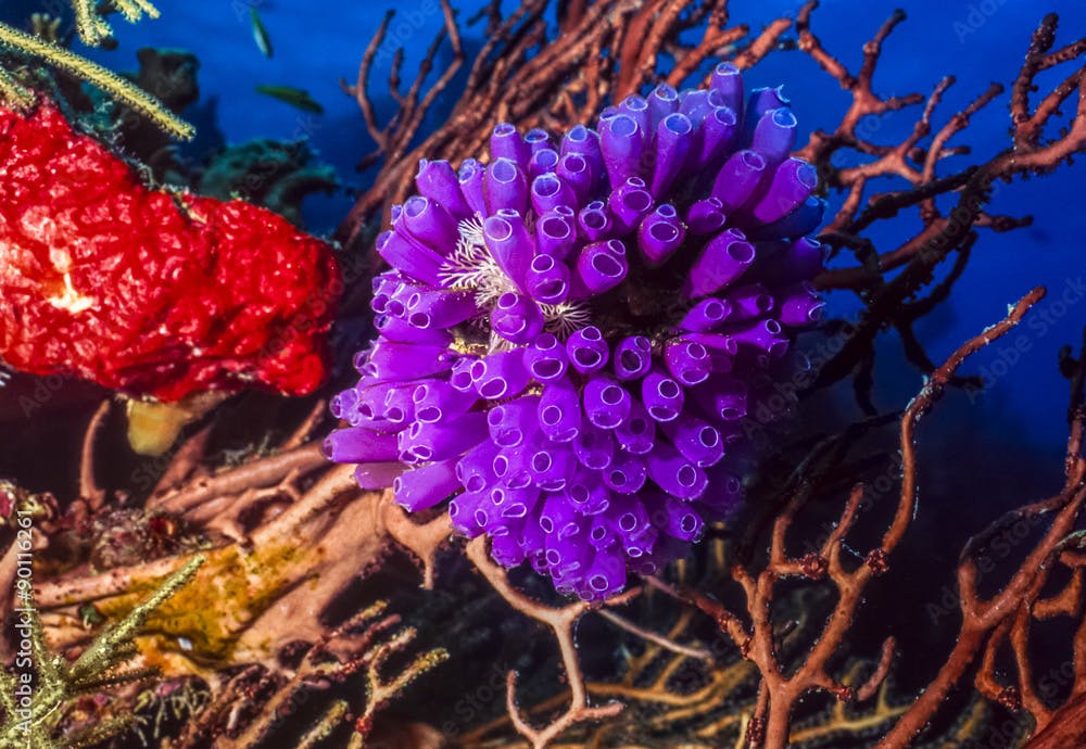Purple tunicates