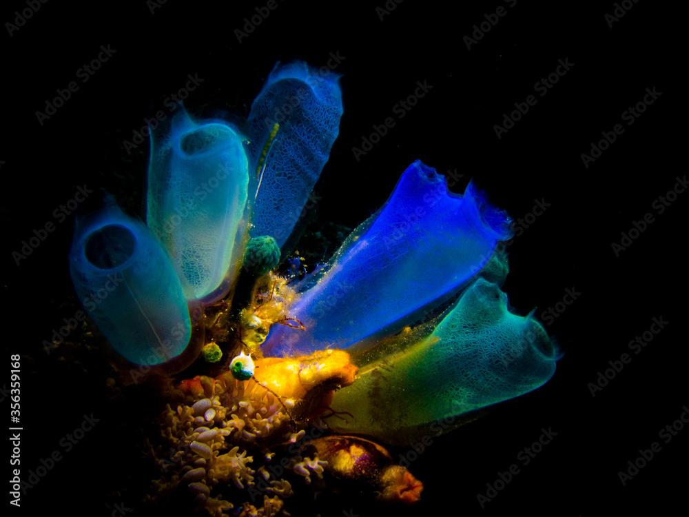 Magnificent blue sea squirt with its vivid colorations