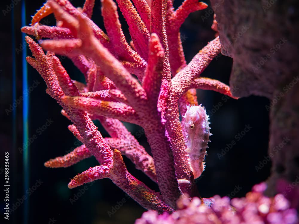 pink zebra-snout or Barbour's seahorse (Hippocampus barbouri) with pink coral in aquarium