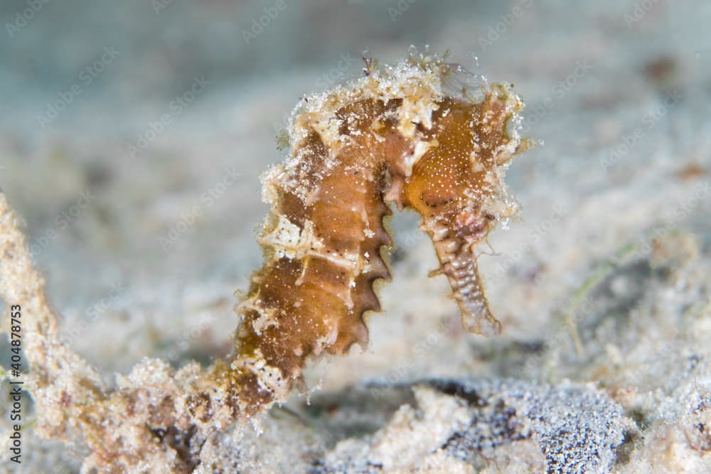 Juvenile zebra snout seahorse - Hippocampus barbouri