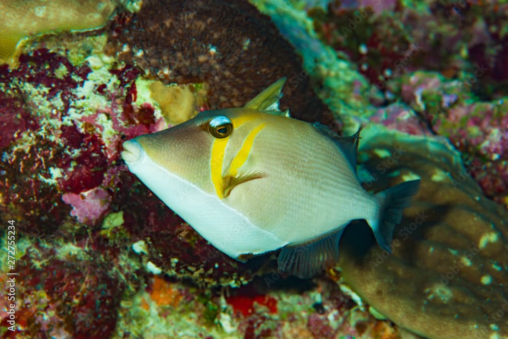 Scythe Triggerfish Sufflamen bursa